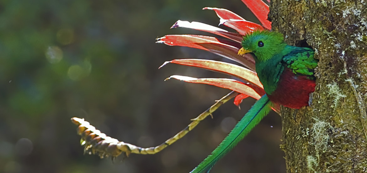 quetzal tour